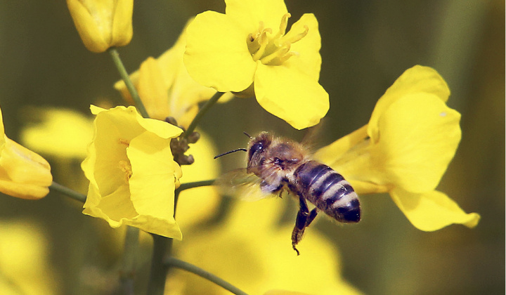 NARIADENIE RVPS pre včelárov